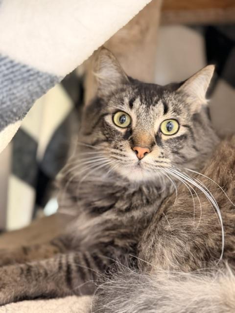 Neeco, ADOPTABLE, Adult Male Domestic Long Hair.