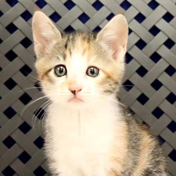 Enlarge Begonia, a Adoptable mixed breed in Fort Davis, TX image 1/1