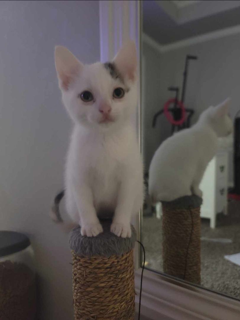 Cantaloupe, Adopted, Kitten Female American Shorthair.