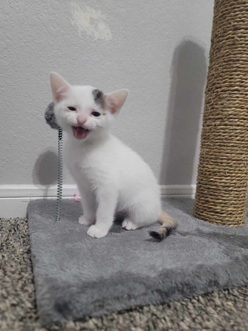 Enlarge Cantaloupe, a Adopted American Shorthair in Katy, TX image 2/4