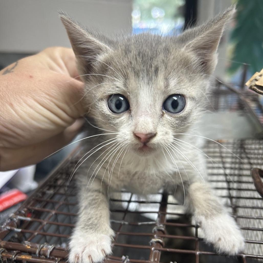 Cindy, Adoptable, Kitten Female Domestic Short Hair.