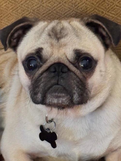 Enlarge Gizmo, a Adoptable Pug in Summerfield, NC image 1/2