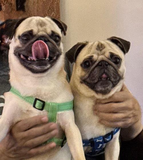 Enlarge Gizmo, a Adoptable Pug in Summerfield, NC image 2/2