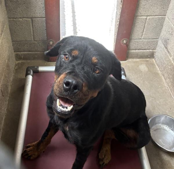 Enlarge Calypso, a Adoptable mixed breed in Rio Rancho, NM image 1/1
