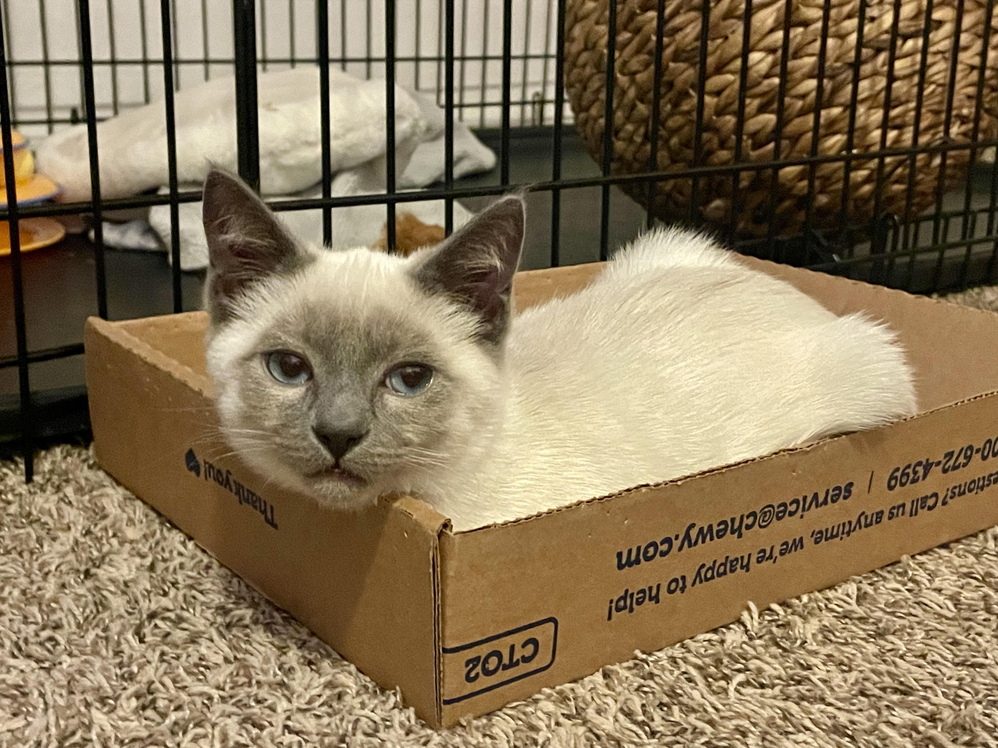 Enlarge Harry & Marv, an adopted mixed breed in Rochester, WA image 6/6