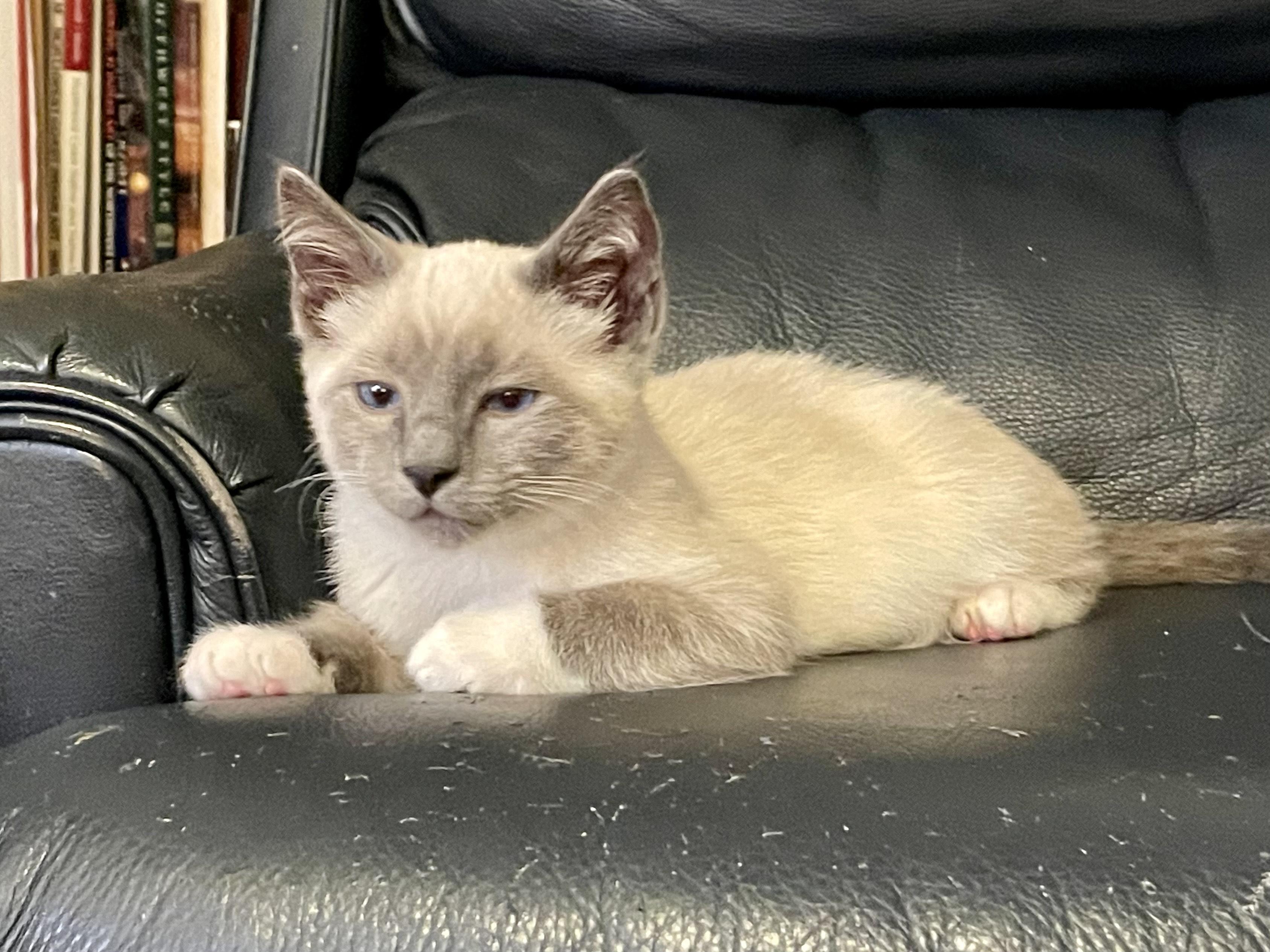 Enlarge Harry & Marv, an adopted mixed breed in Rochester, WA image 3/6