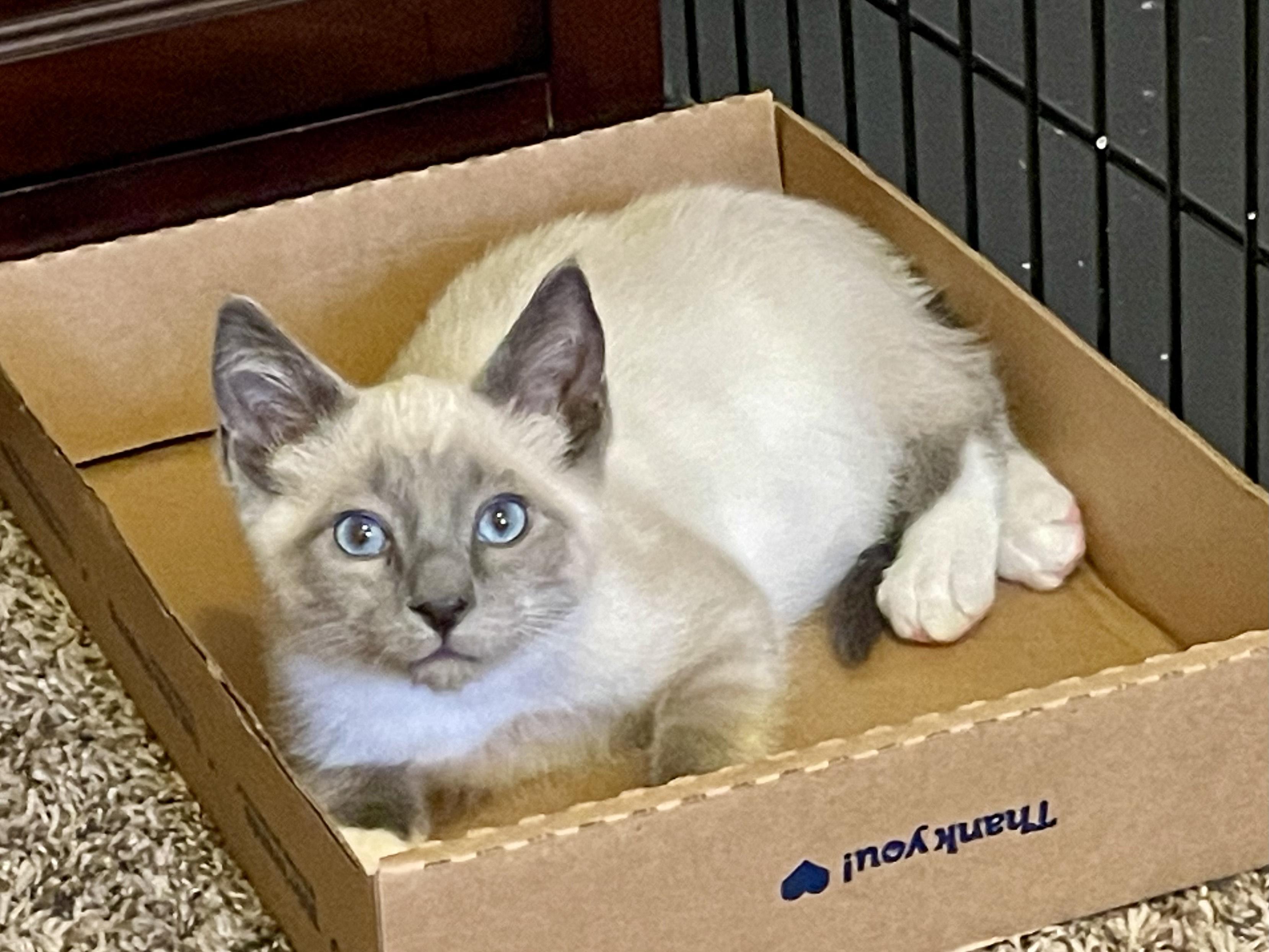 Enlarge Harry & Marv, an adopted mixed breed in Rochester, WA image 2/6