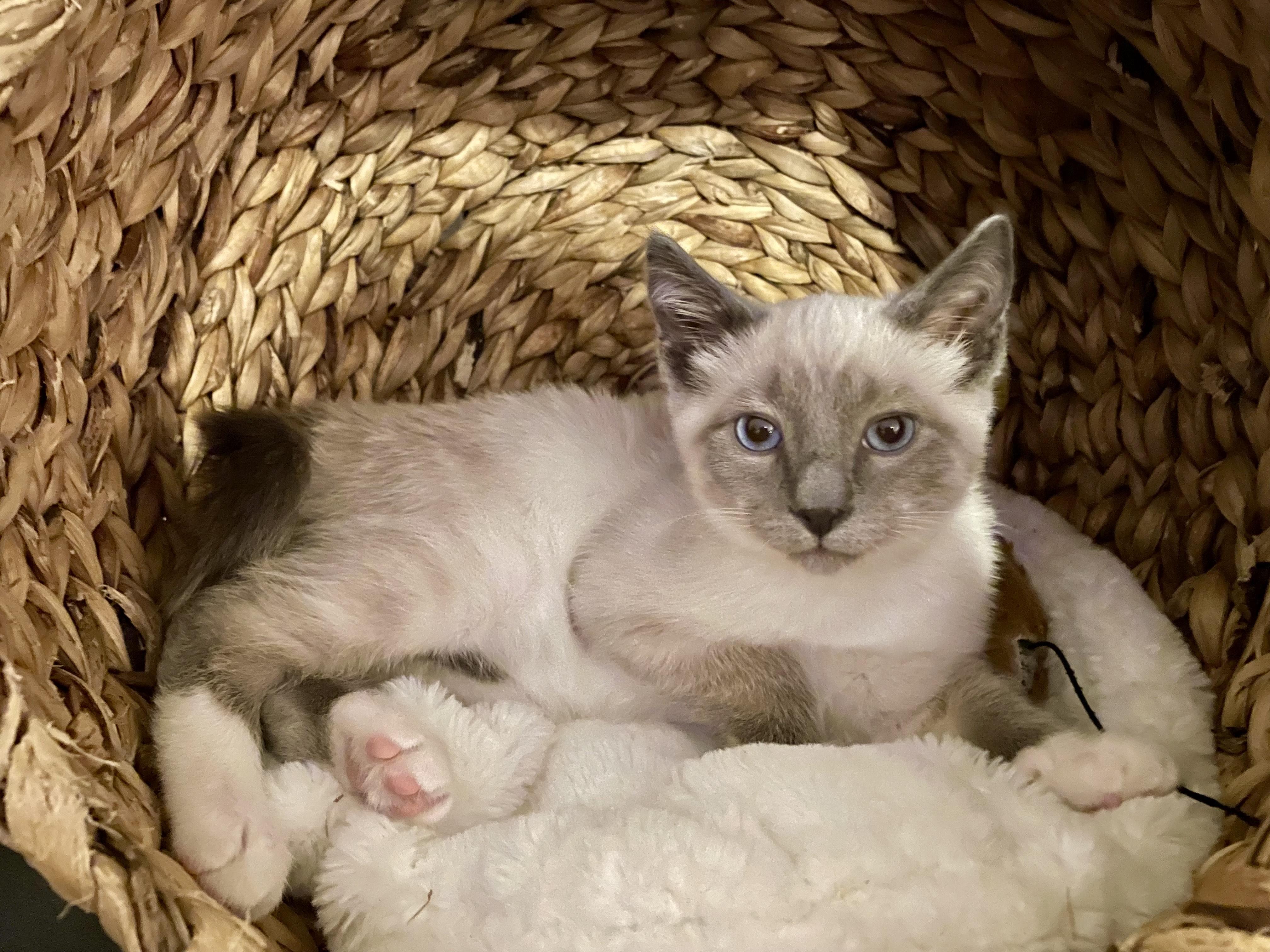 Enlarge Harry & Marv, an adopted mixed breed in Rochester, WA image 4/6