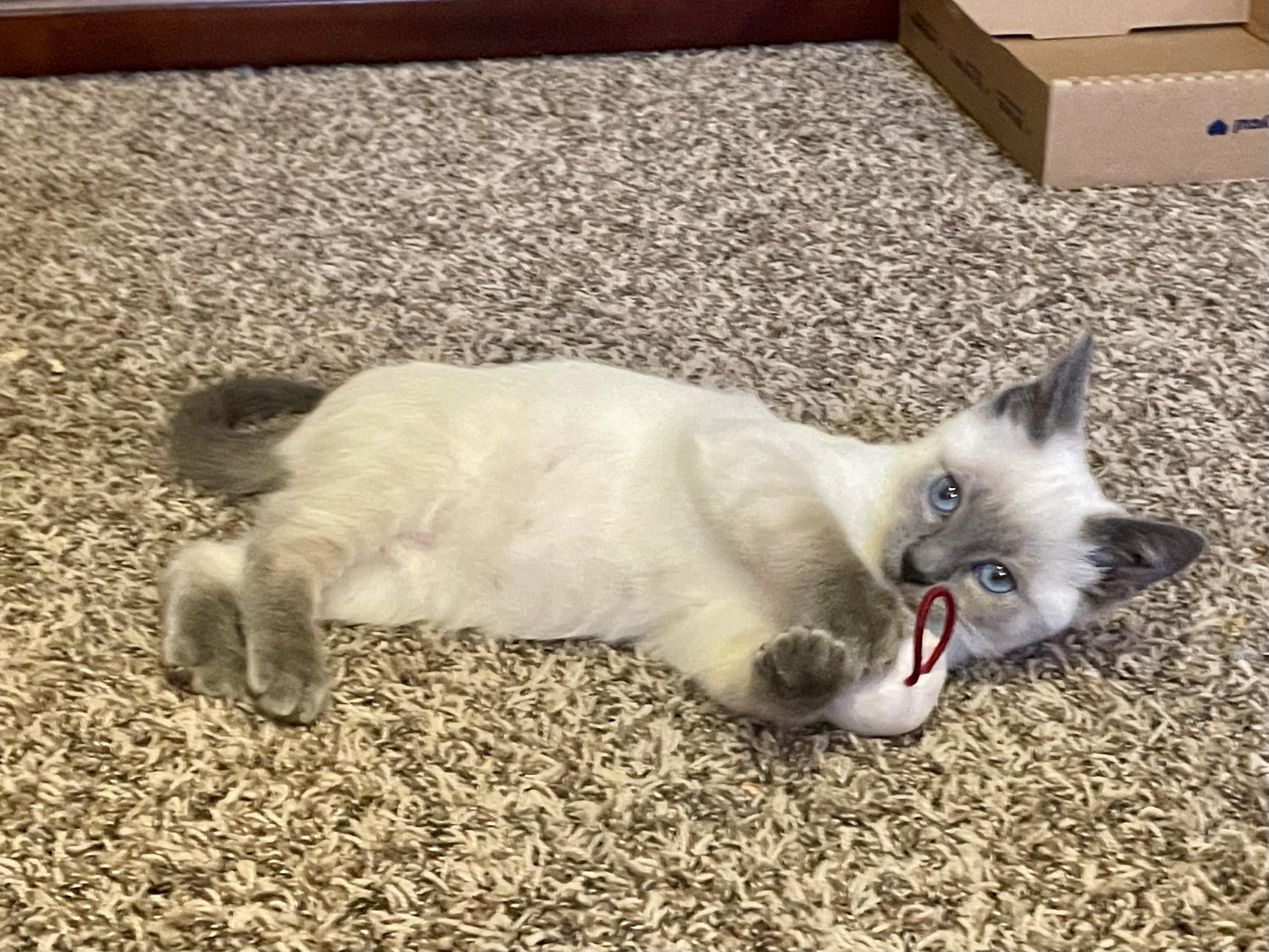 Enlarge Harry & Marv, an adopted mixed breed in Rochester, WA image 5/6