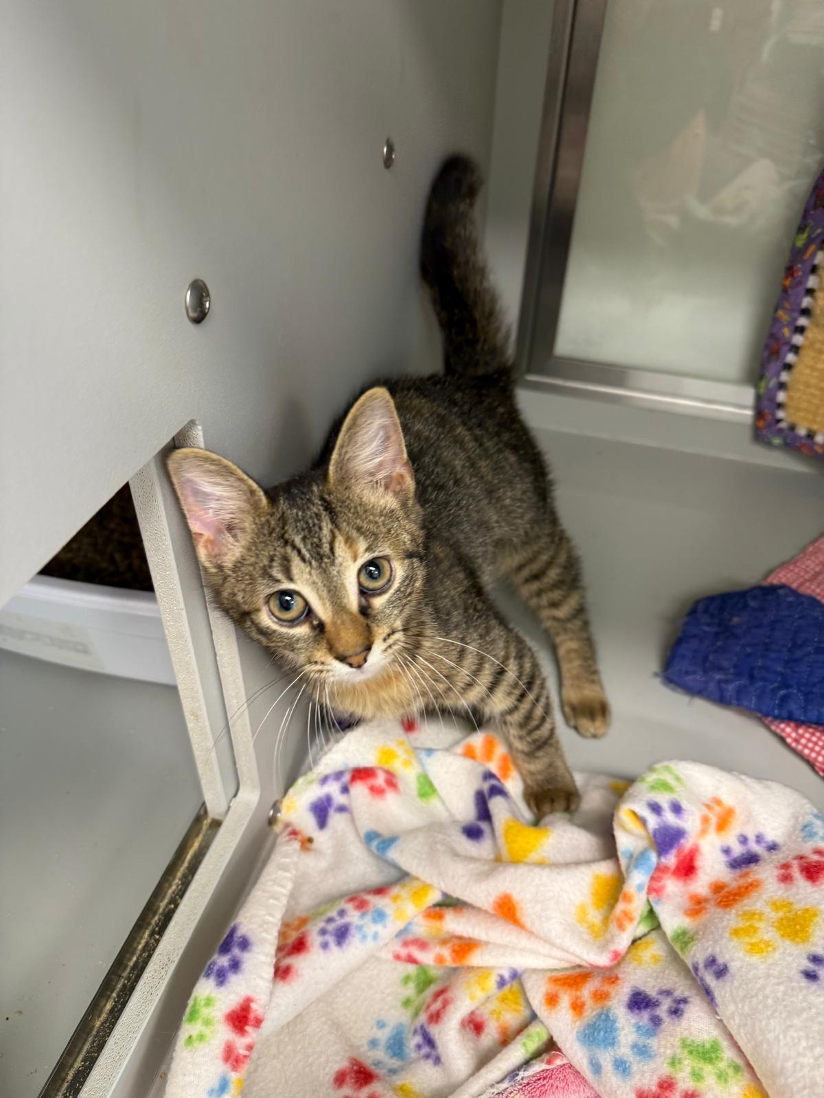 Aracelli, ADOPTABLE, Kitten Female Domestic Short Hair.