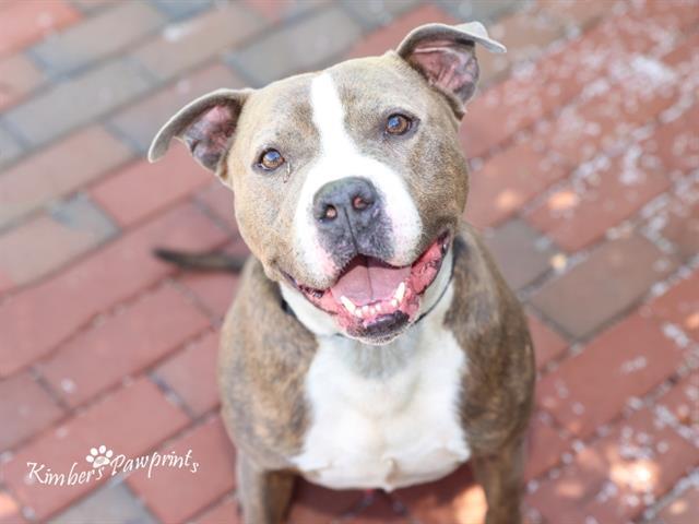 LUCKY, Adoptable, Adult Male Boxer & Mixed Breed.