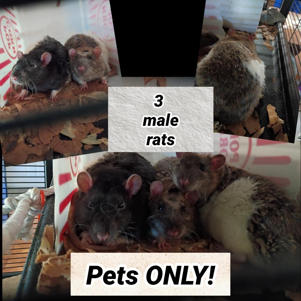 3 male rats, Adoptable, Baby Male Rat.