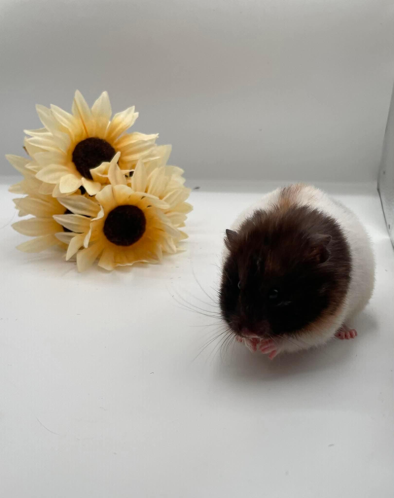 Tzatziki, a ADOPTABLE Hamster in Springfield, OR image 5/5