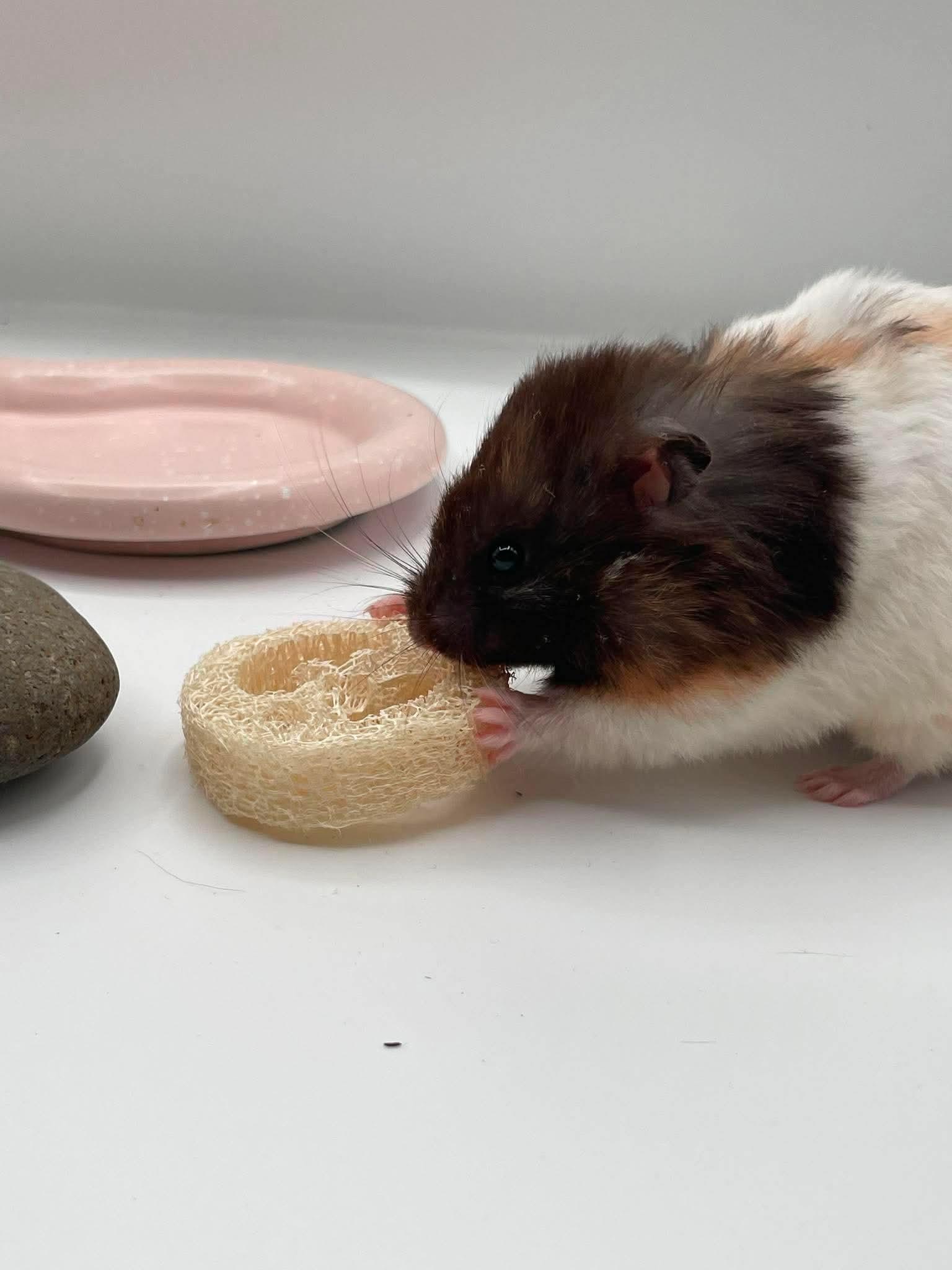 Tzatziki, a ADOPTABLE Hamster in Springfield, OR image 4/5