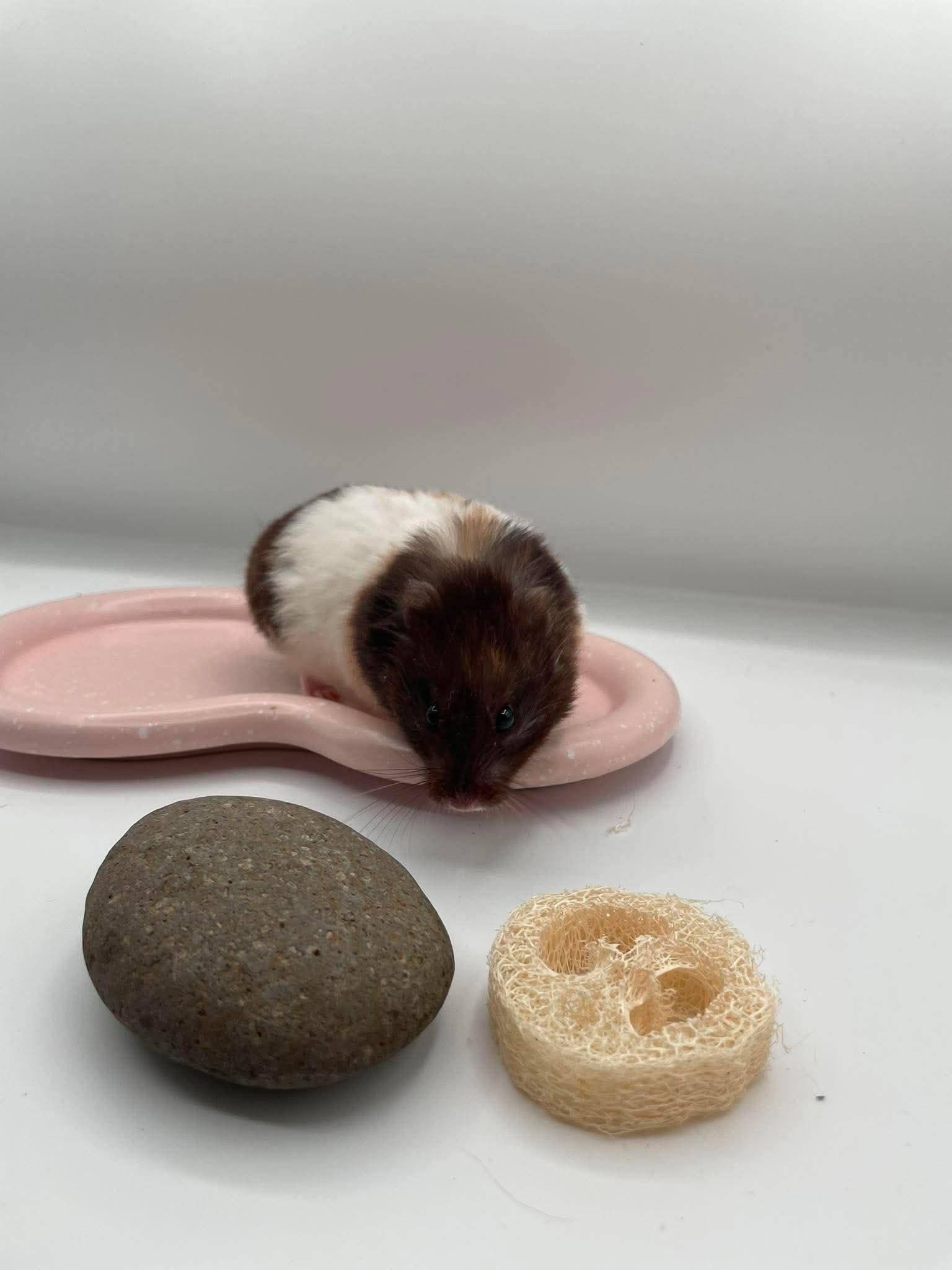 Tzatziki, a ADOPTABLE Hamster in Springfield, OR image 3/5