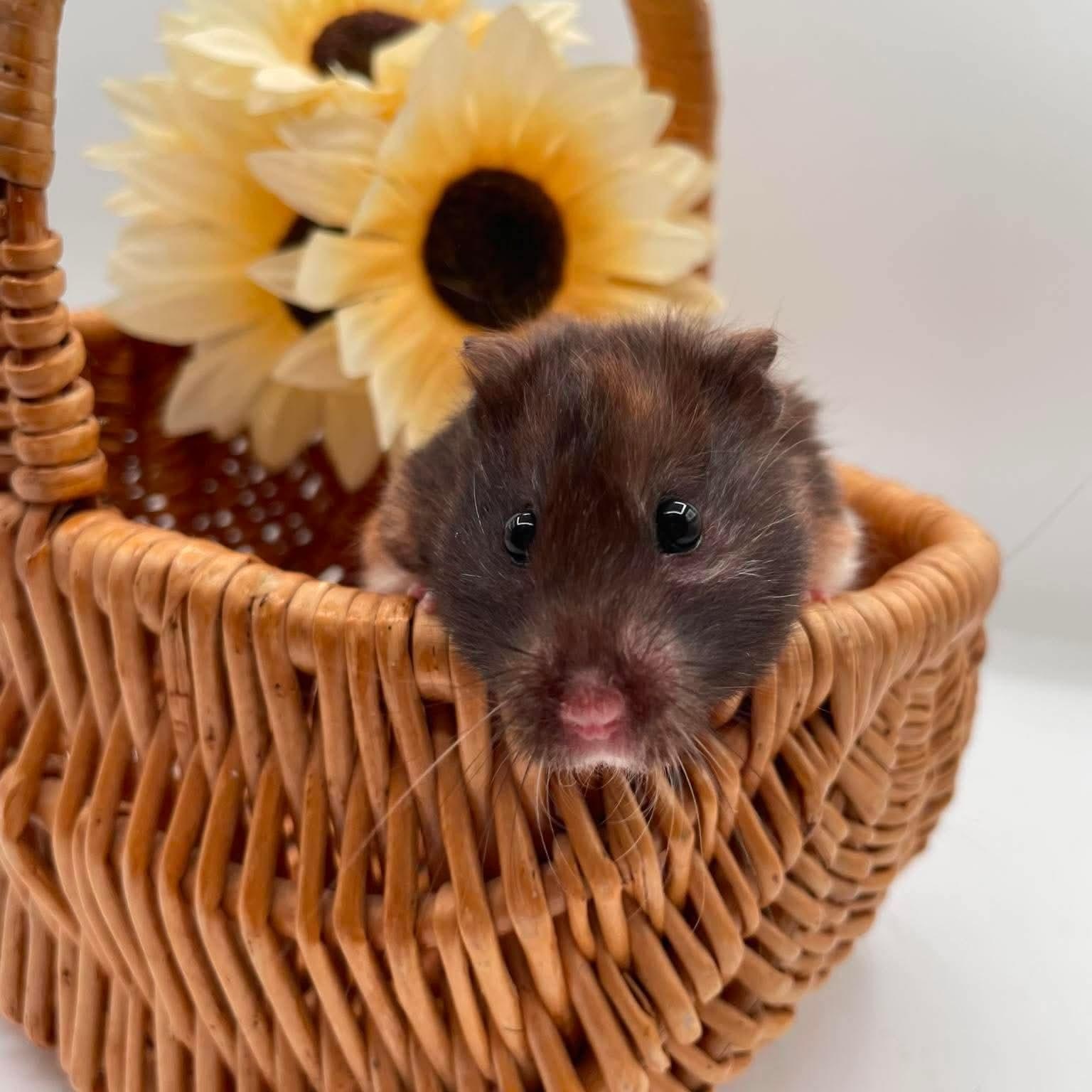 Tzatziki, ADOPTABLE, Young Female Hamster.