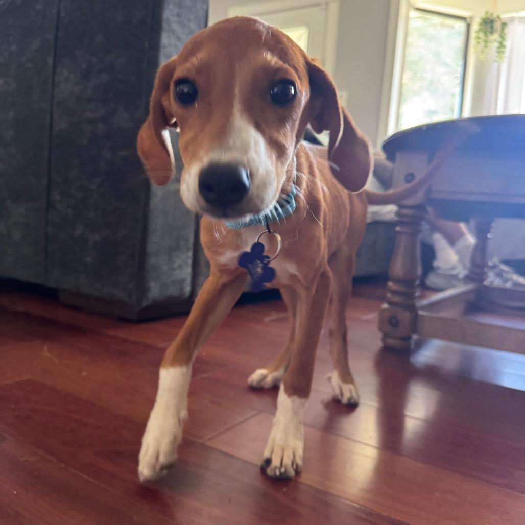 Enlarge Elvis, a Adoptable mixed breed in St. Charles, IL image 2/6