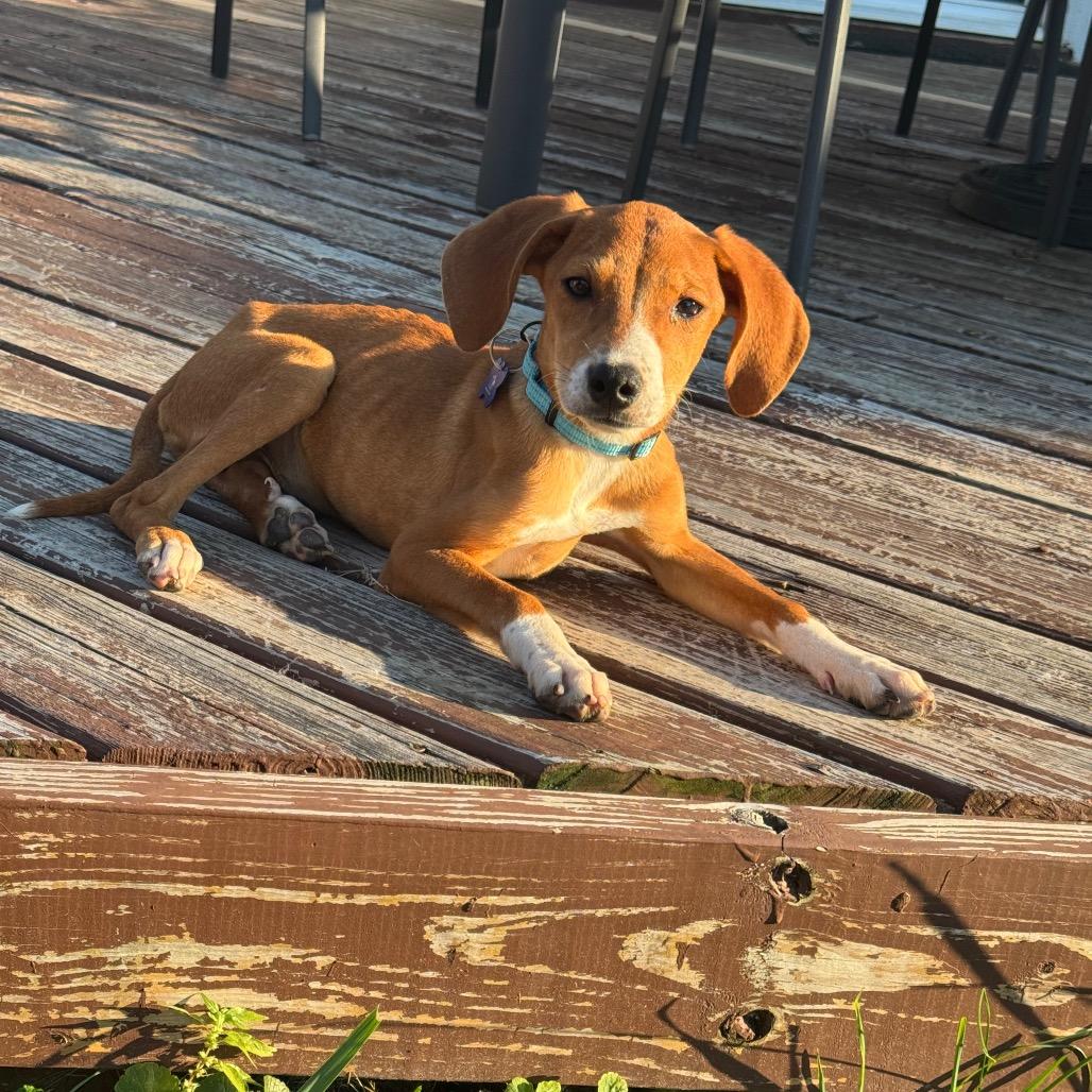 Enlarge Elvis, a Adoptable mixed breed in St. Charles, IL image 6/6