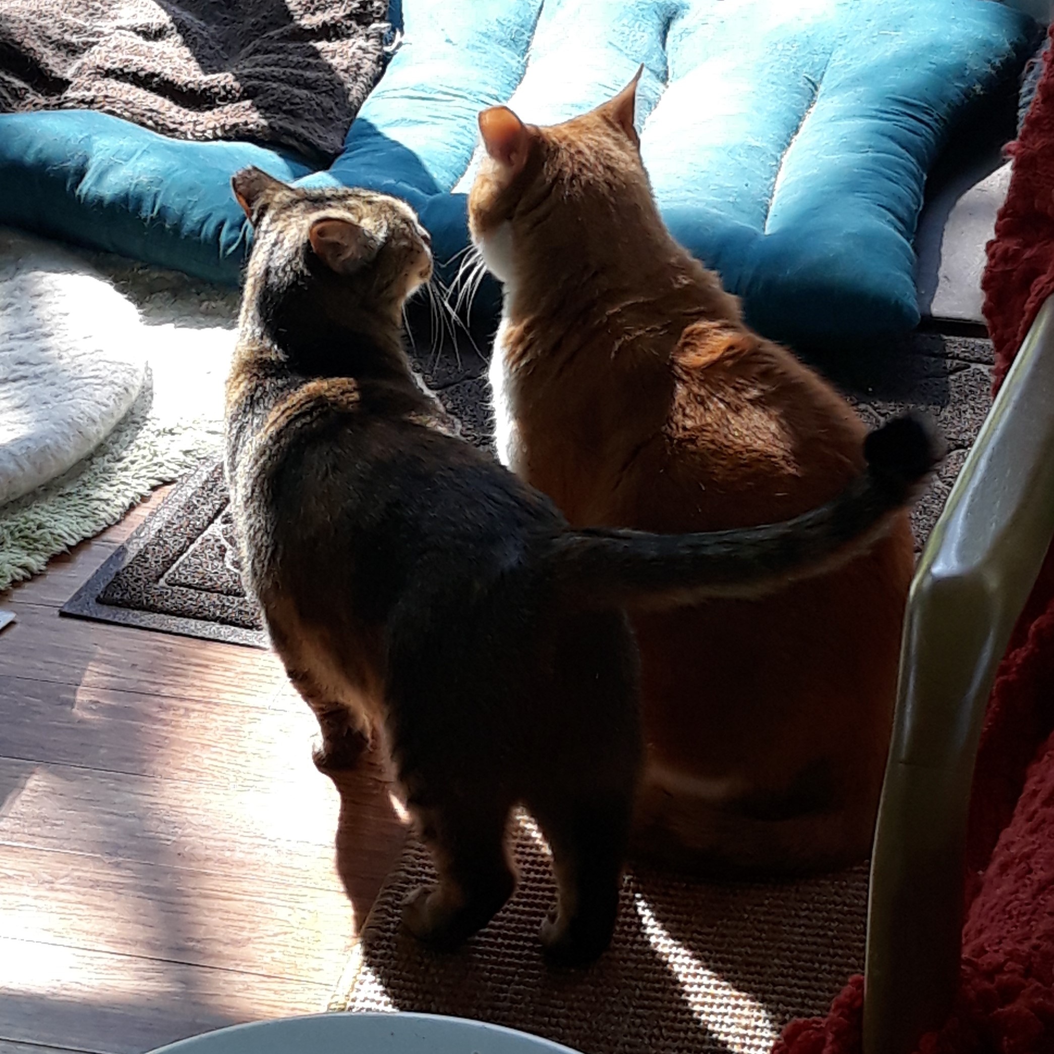 Enlarge Fred (Bonded with Bella), a Adopted Domestic Short Hair in Nashville, TN image 4/6