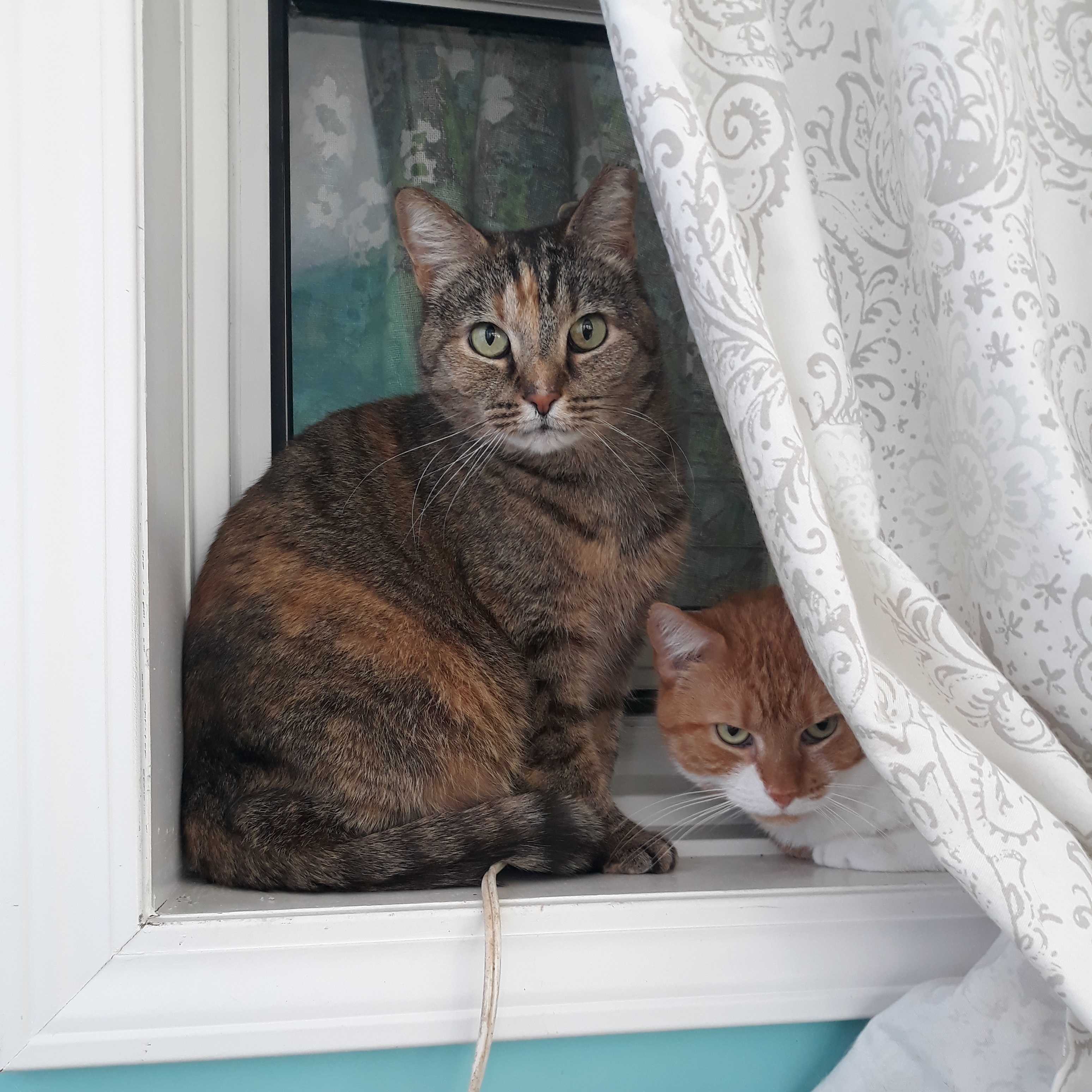 Enlarge Fred (Bonded with Bella), a Adopted Domestic Short Hair in Nashville, TN image 3/6