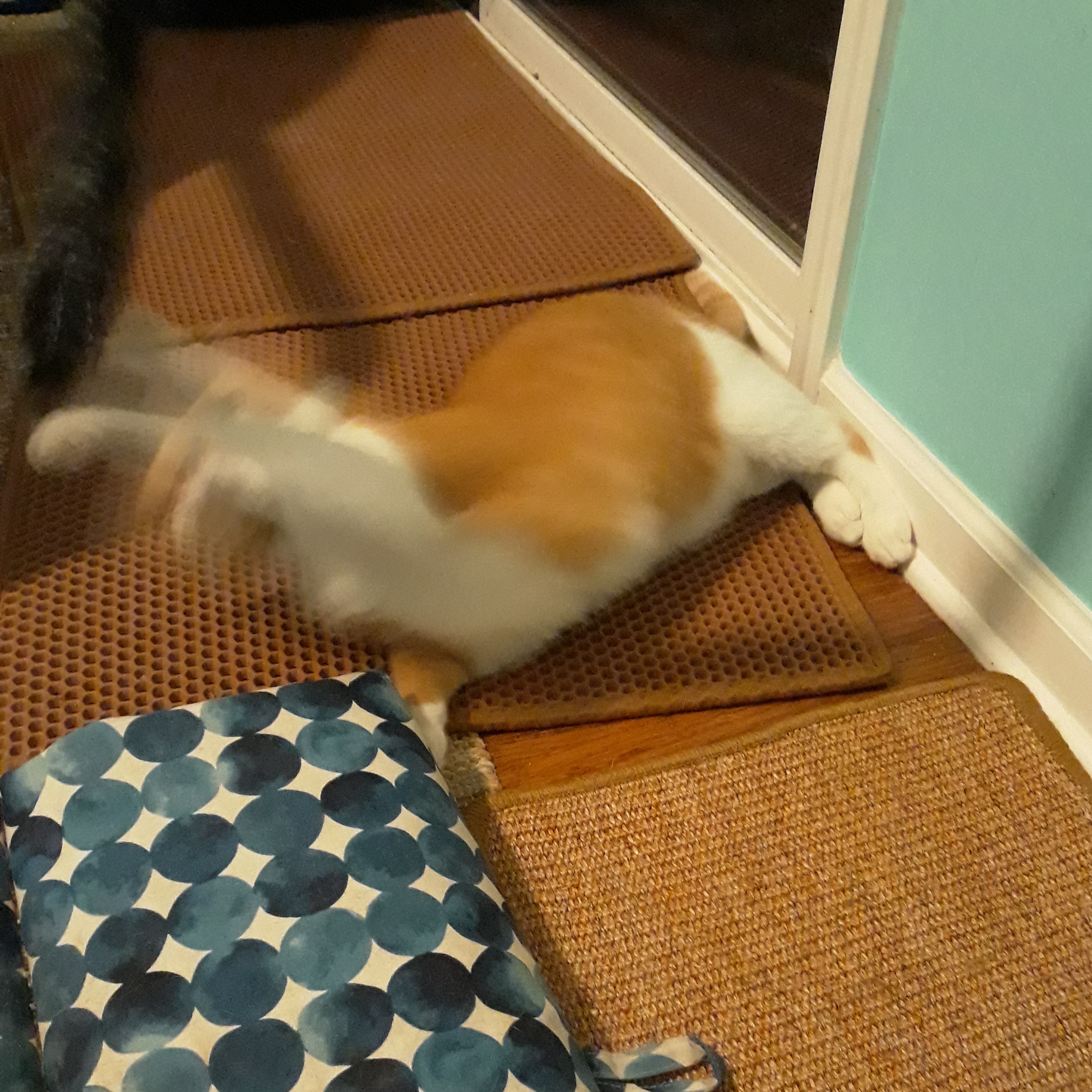 Enlarge Fred (Bonded with Bella), a Adopted Domestic Short Hair in Nashville, TN image 6/6