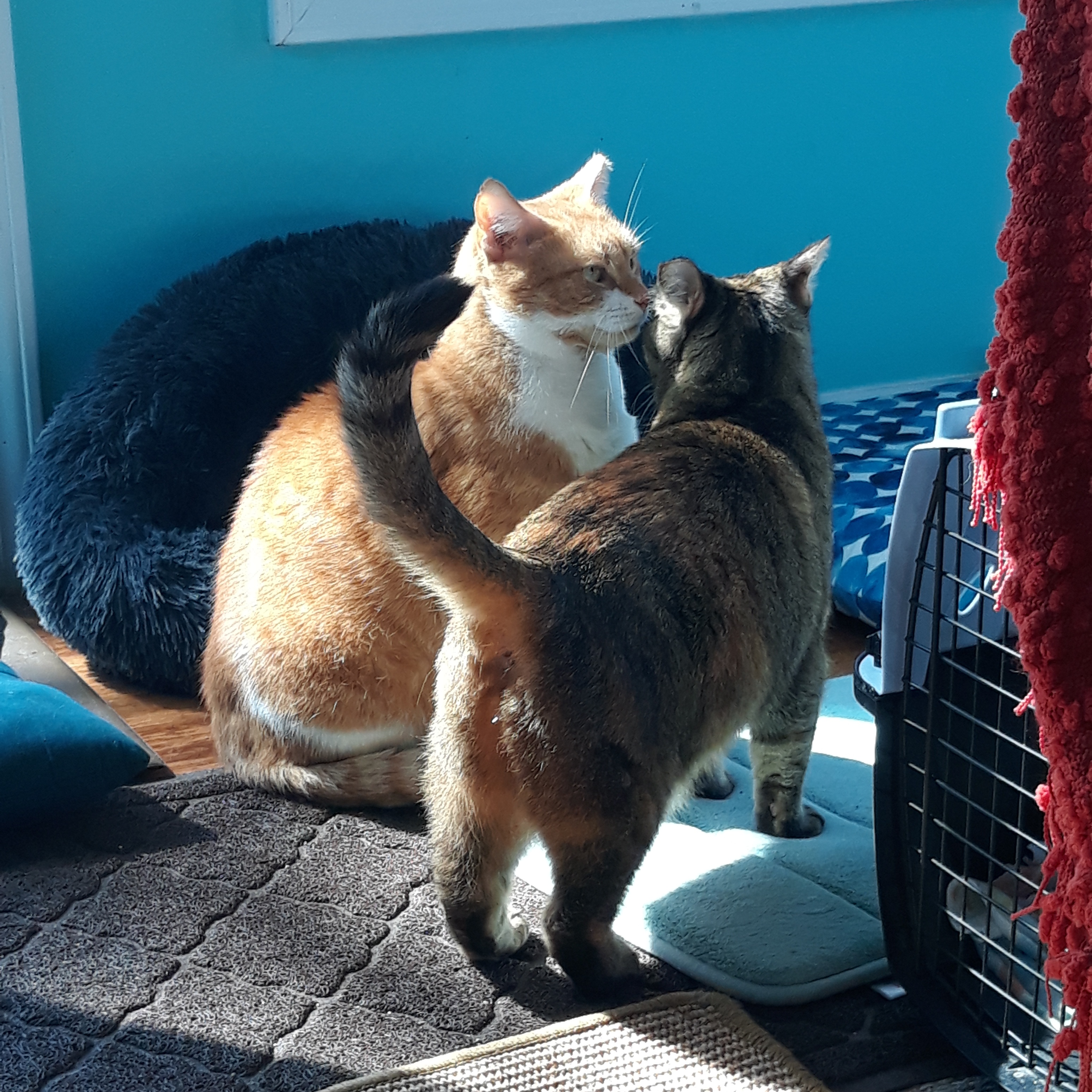 Enlarge Fred (Bonded with Bella), a Adopted Domestic Short Hair in Nashville, TN image 5/6