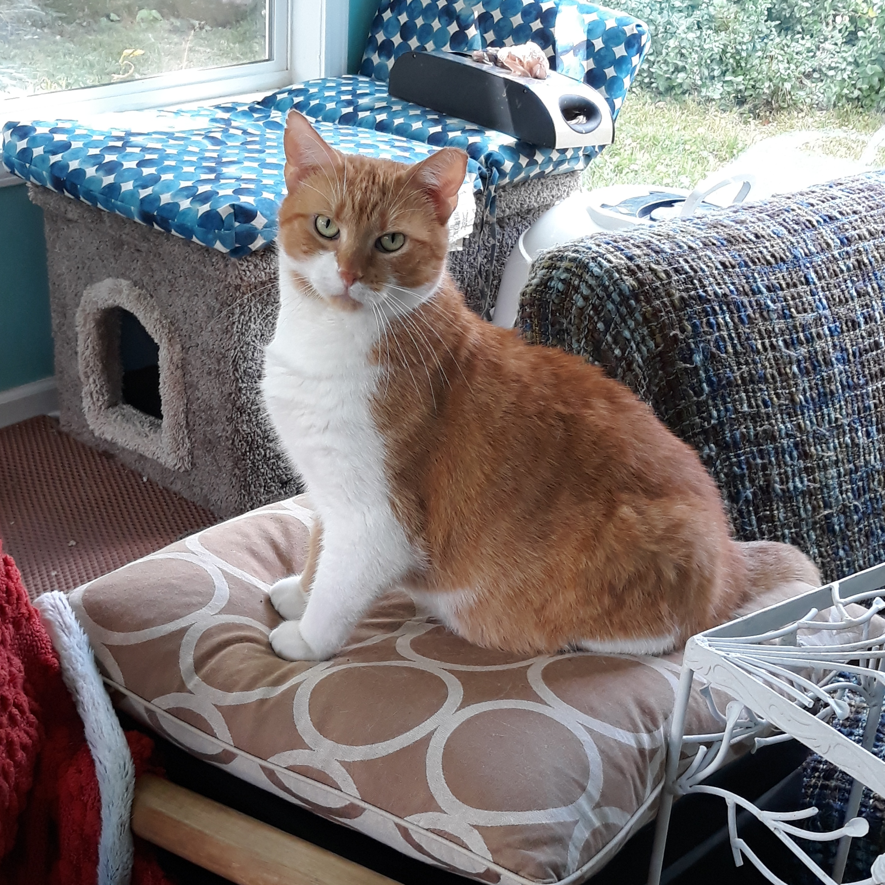 Fred (Bonded with Bella), Adopted, Adult Male Domestic Short Hair.