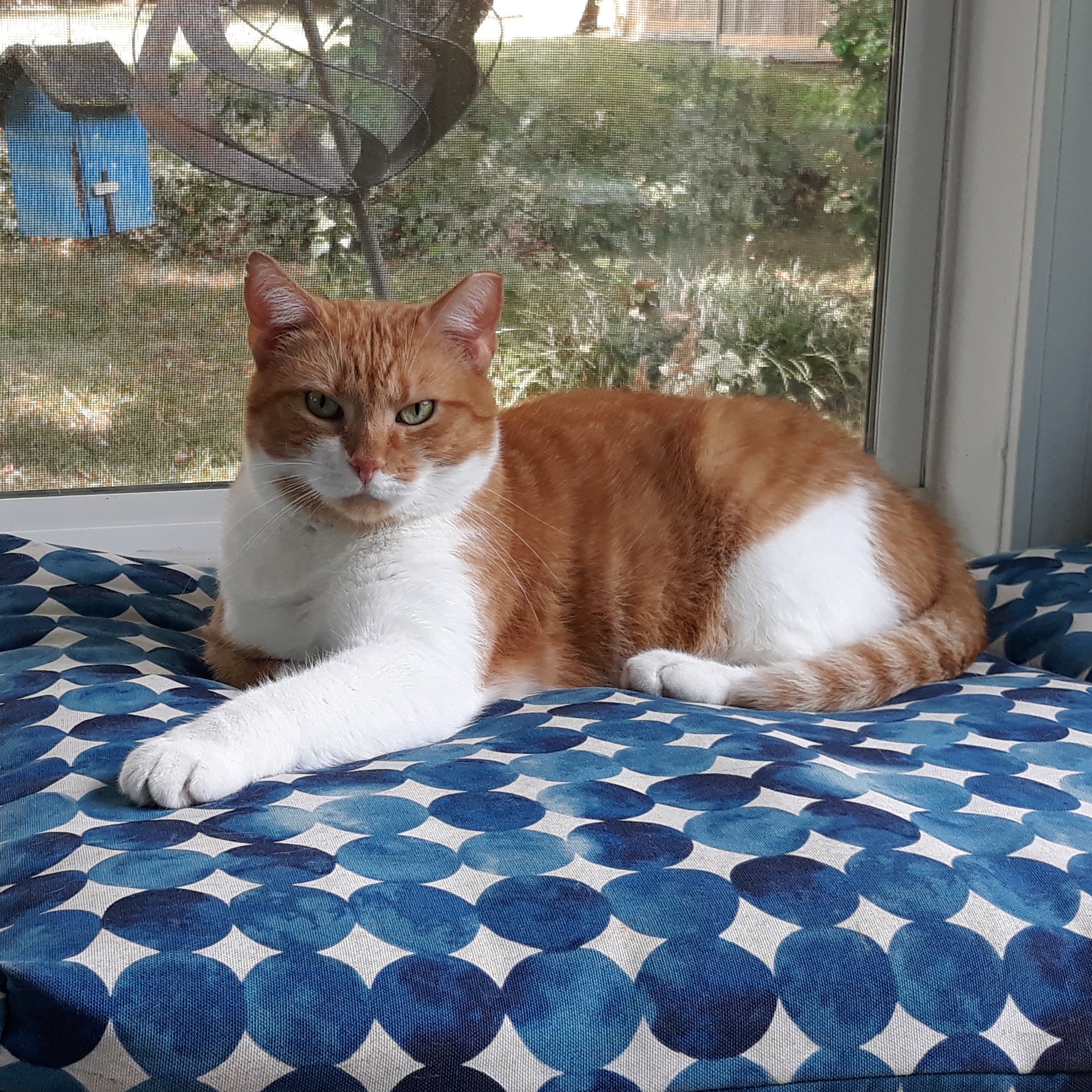 Enlarge Fred (Bonded with Bella), a Adopted Domestic Short Hair in Nashville, TN image 2/6