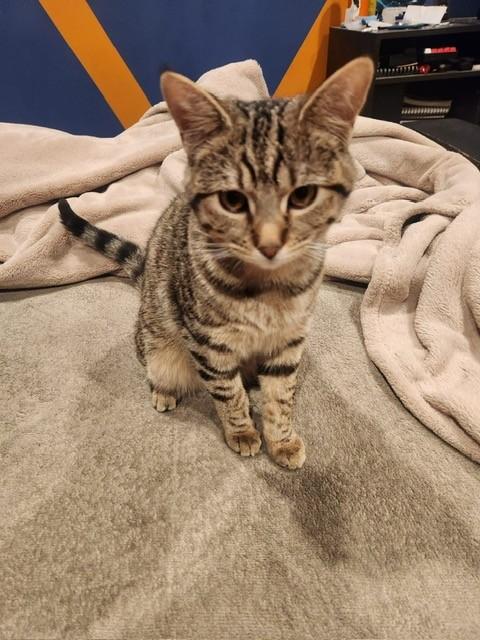 Enlarge Uva, a ADOPTABLE American Shorthair in Chula Vista, CA image 1/5