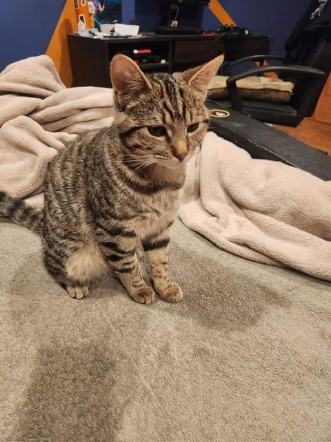 Enlarge Uva, a ADOPTABLE American Shorthair in Chula Vista, CA image 4/5