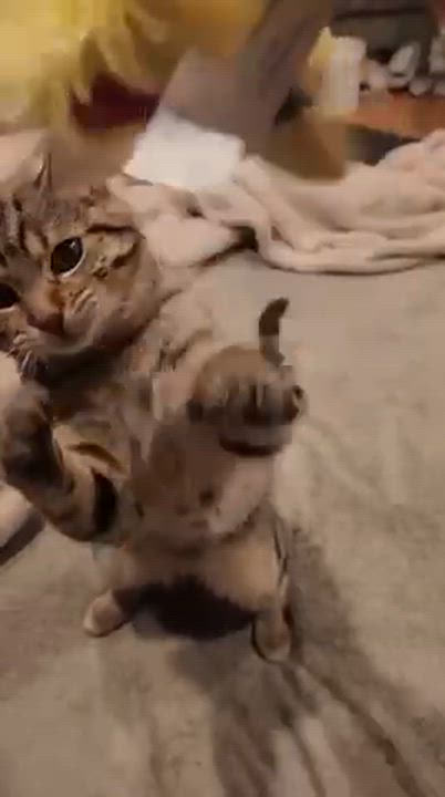 Enlarge Uva, a ADOPTABLE American Shorthair in Chula Vista, CA video 2/5