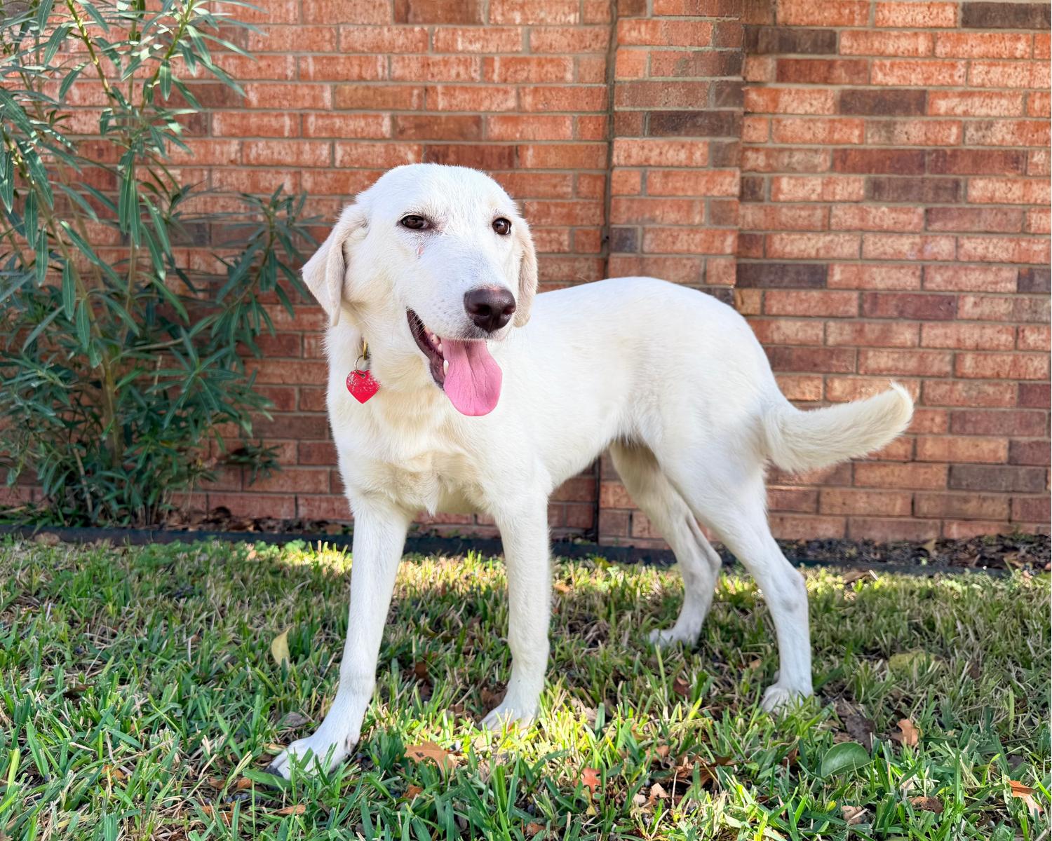 Eloise, Adoptable, Young Female Great Pyrenees & Retriever.