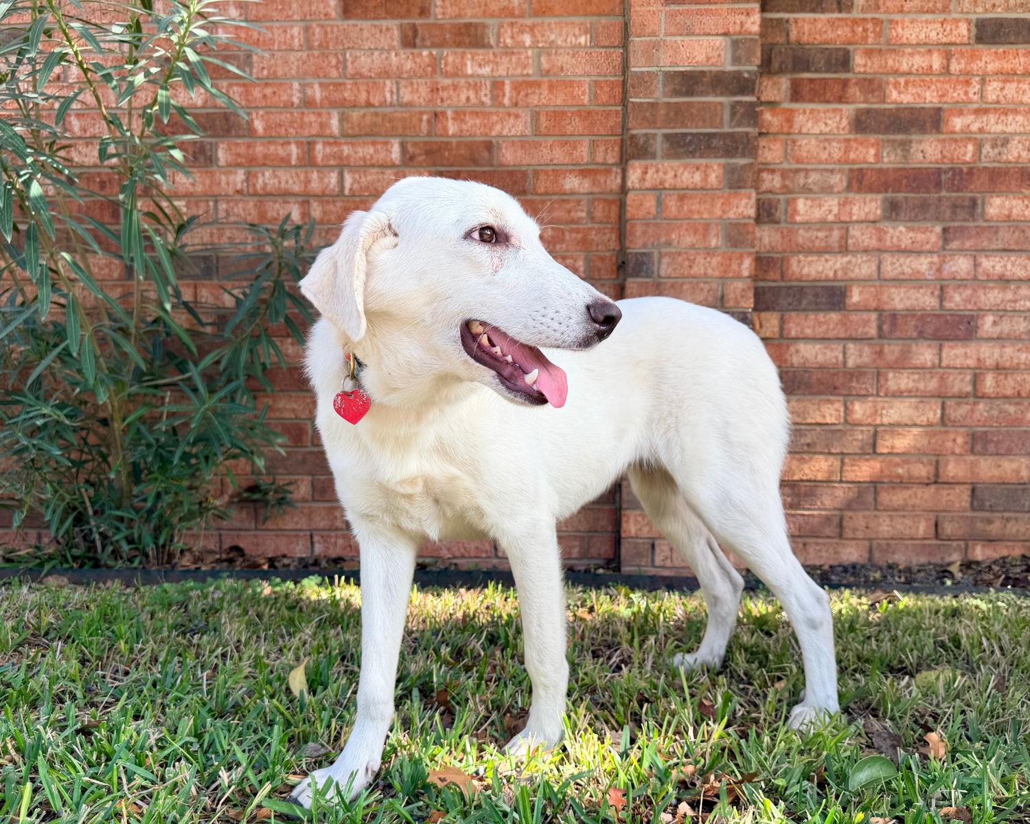 Enlarge Eloise, a Adoptable mixed breed in San Antonio, TX image 2/4