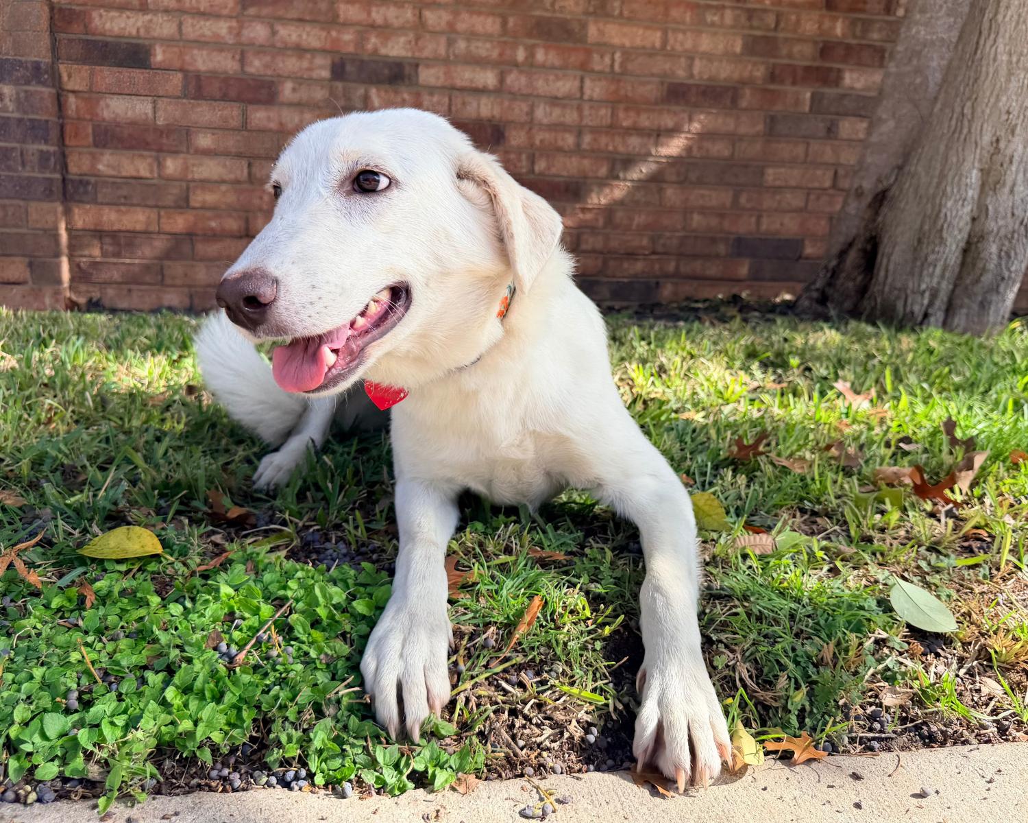 Enlarge Eloise, a Adoptable mixed breed in San Antonio, TX image 3/4