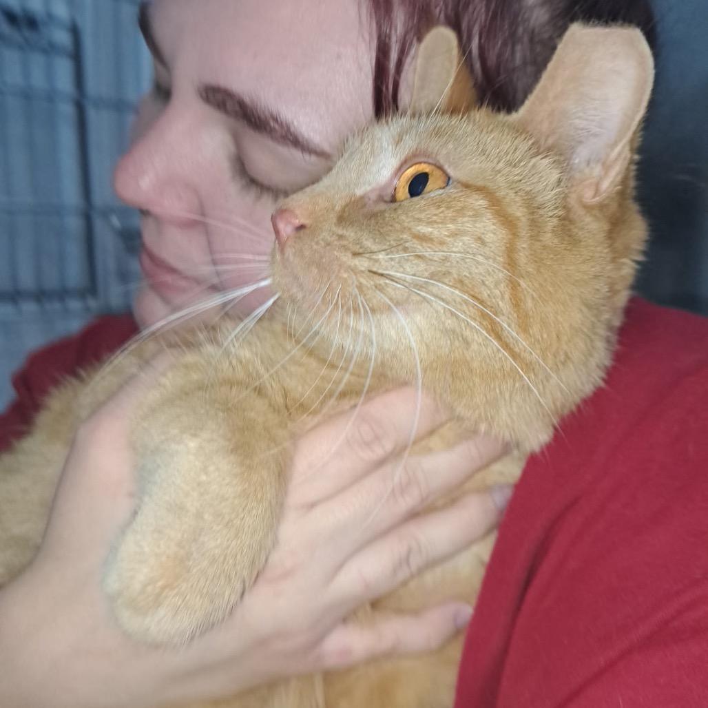 Enlarge Scarlett, a Adoptable Domestic Short Hair in Chapel Hill, NC image 1/3