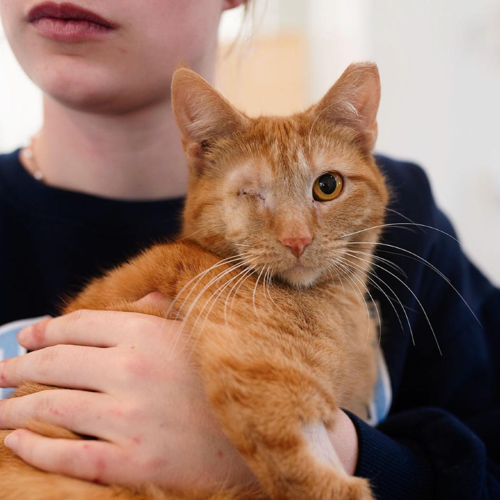 Enlarge Scarlett, a Adoptable Domestic Short Hair in Chapel Hill, NC image 2/3