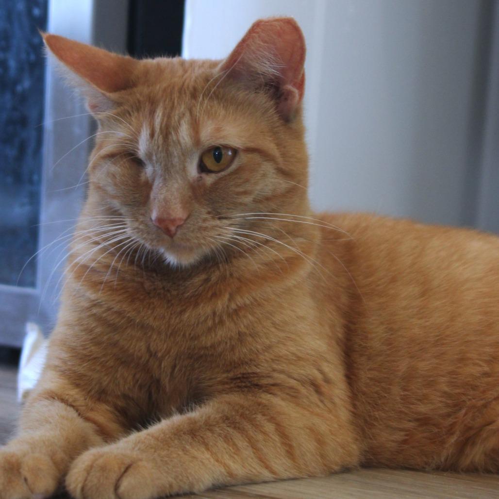 Enlarge Scarlett, a Adoptable Domestic Short Hair in Chapel Hill, NC image 3/5
