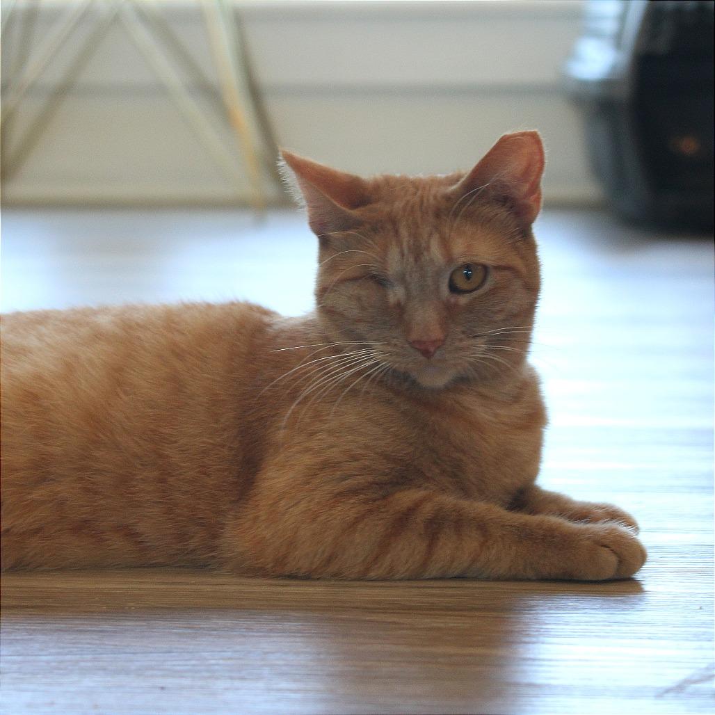 Enlarge Scarlett, a Adoptable Domestic Short Hair in Chapel Hill, NC image 4/5