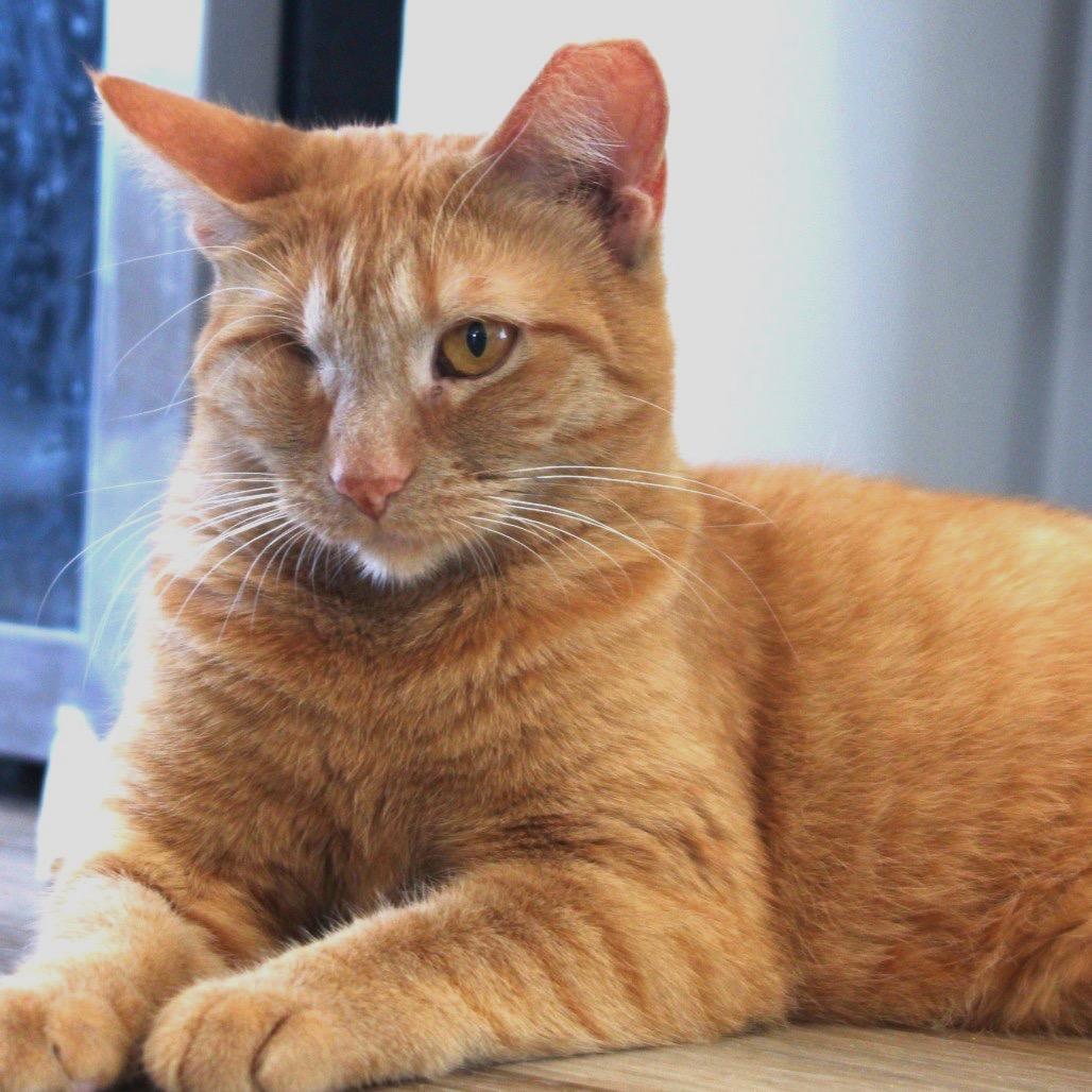 Enlarge Scarlett, a Adoptable Domestic Short Hair in Chapel Hill, NC image 4/5