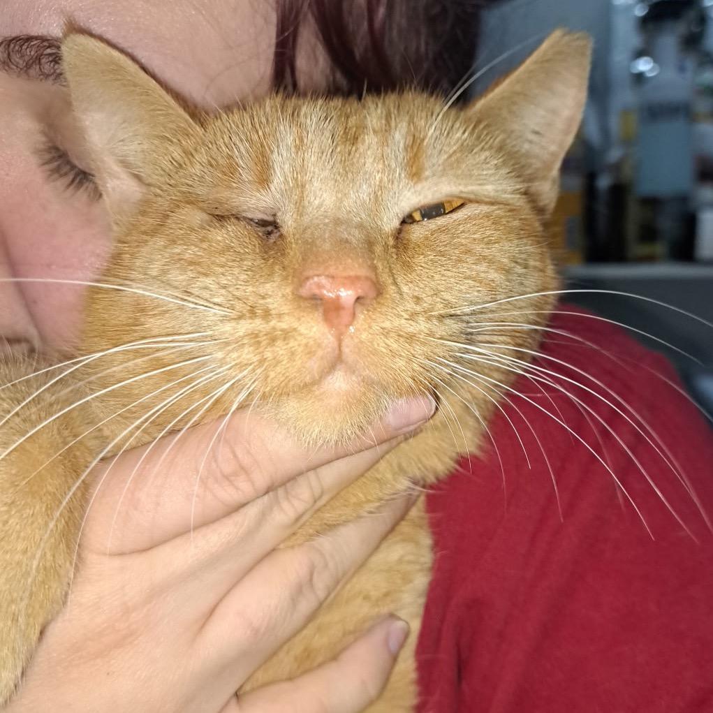 Enlarge Scarlett, a Adoptable Domestic Short Hair in Chapel Hill, NC image 3/3