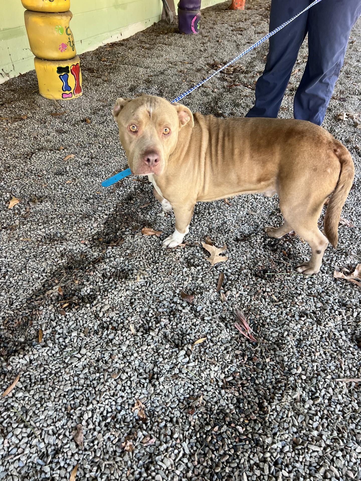 Rocket113609A, ADOPTABLE, Adult Male Pit Bull Terrier.