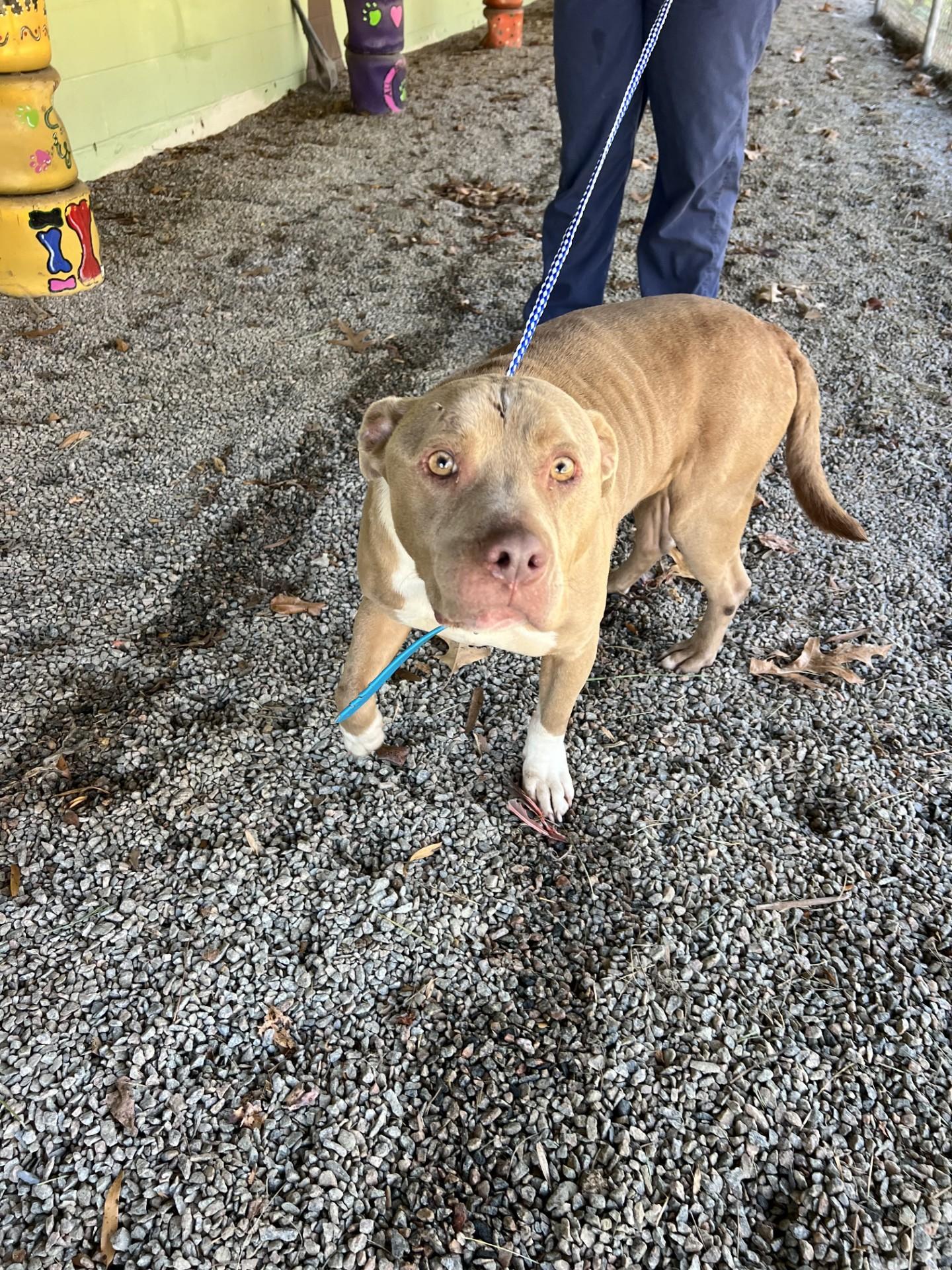 Rocket113609A, a ADOPTABLE mixed breed in Rocky Mount, NC image 2/2