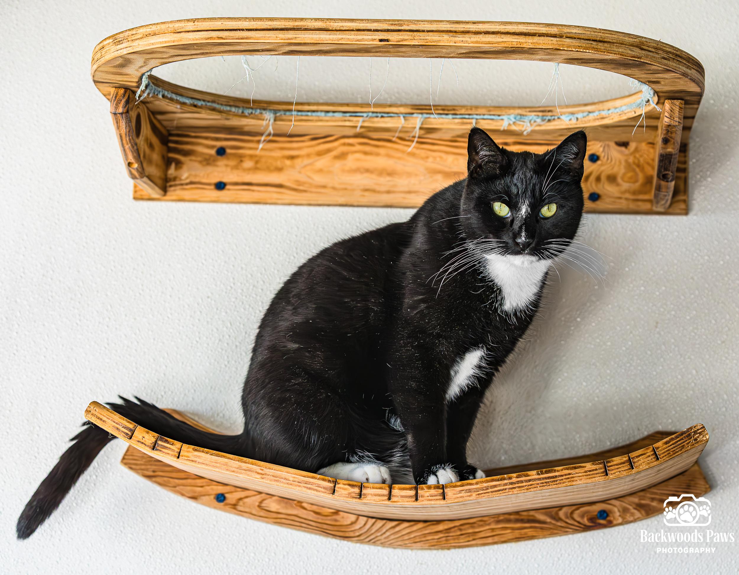 Rumple, Adoptable, Adult Male Domestic Short Hair.