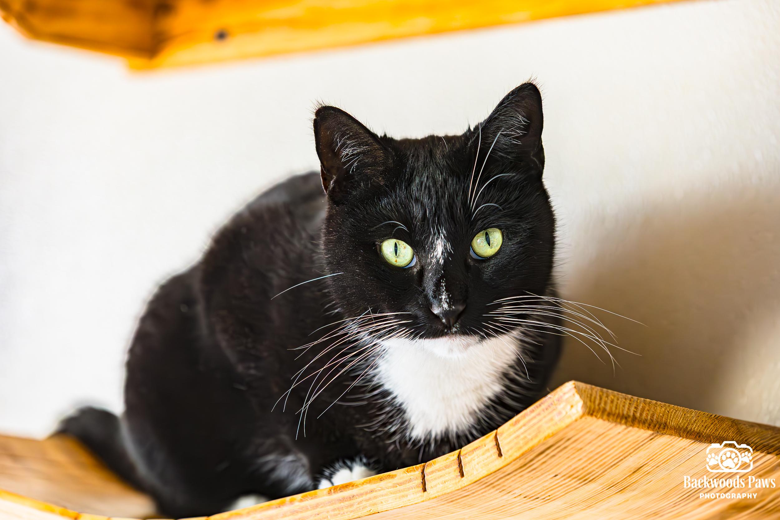 Enlarge Rumple, a Adoptable Domestic Short Hair in Ocean City, NJ image 2/3