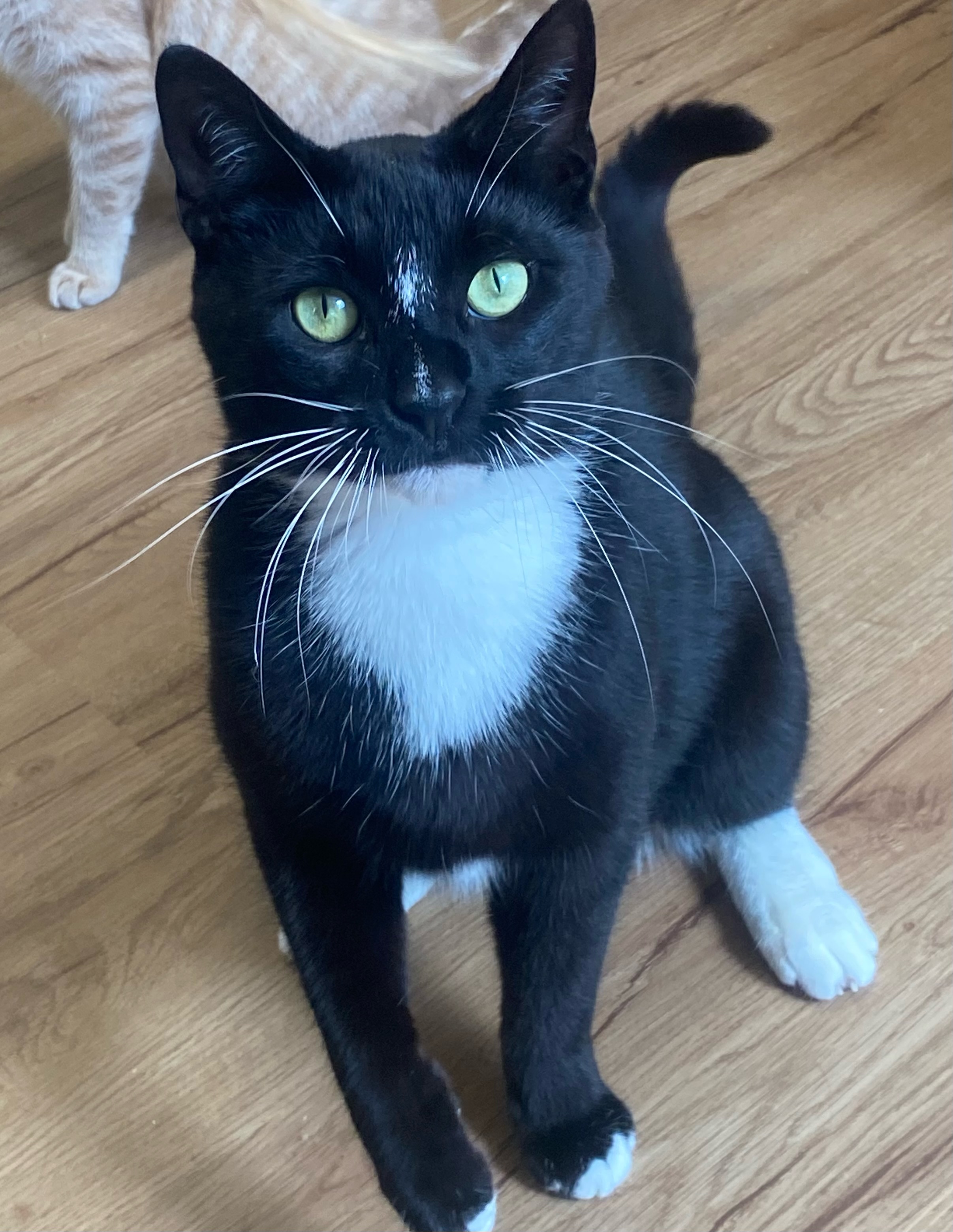 Rumple, Adoptable, Young Male Domestic Short Hair.