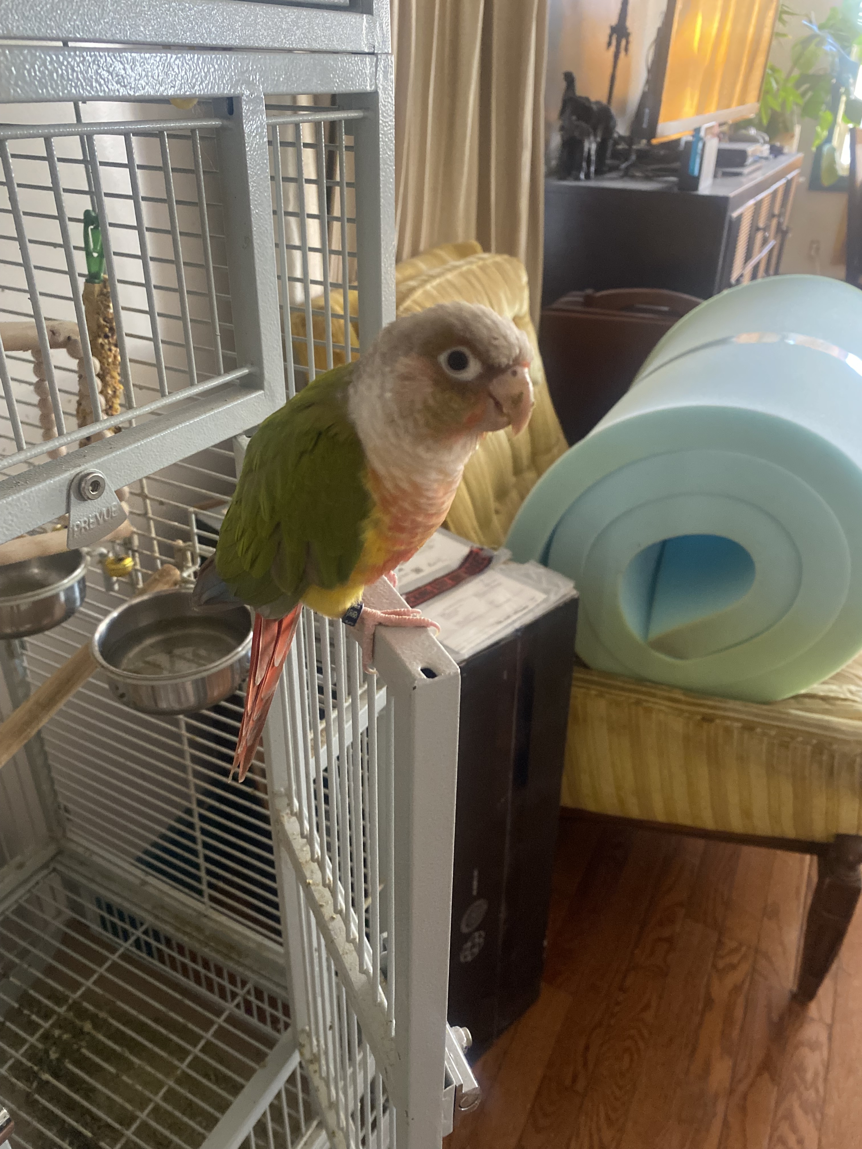 Piña, Adoptable, Adult Unknown Conure.