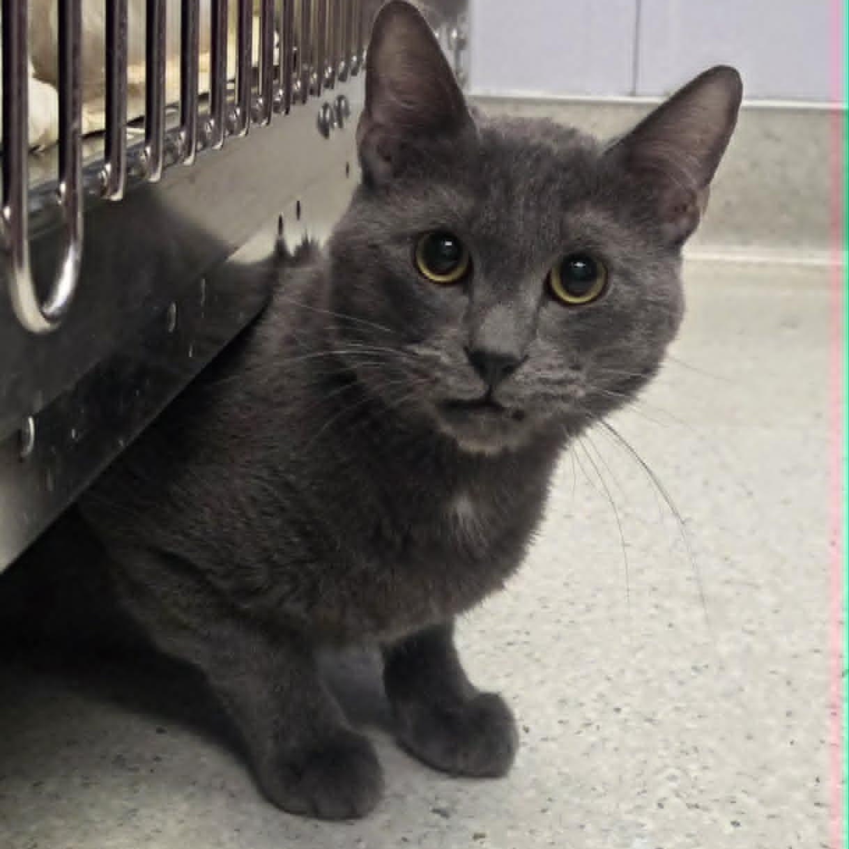 Red, Adoptable, Adult Male Domestic Short Hair.