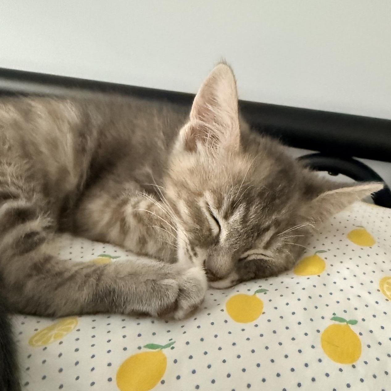 Enlarge Wilder - Athens, GA, an adopted Domestic Short Hair in Athens, GA image 4/5