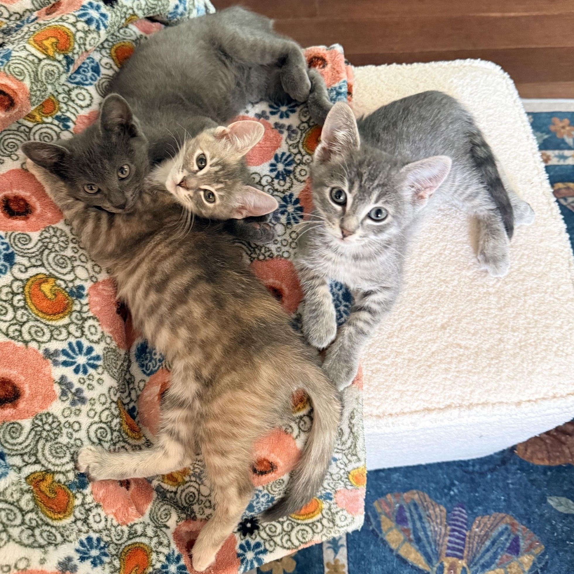 Enlarge Wilder - Athens, GA, an adopted Domestic Short Hair in Athens, GA image 5/5