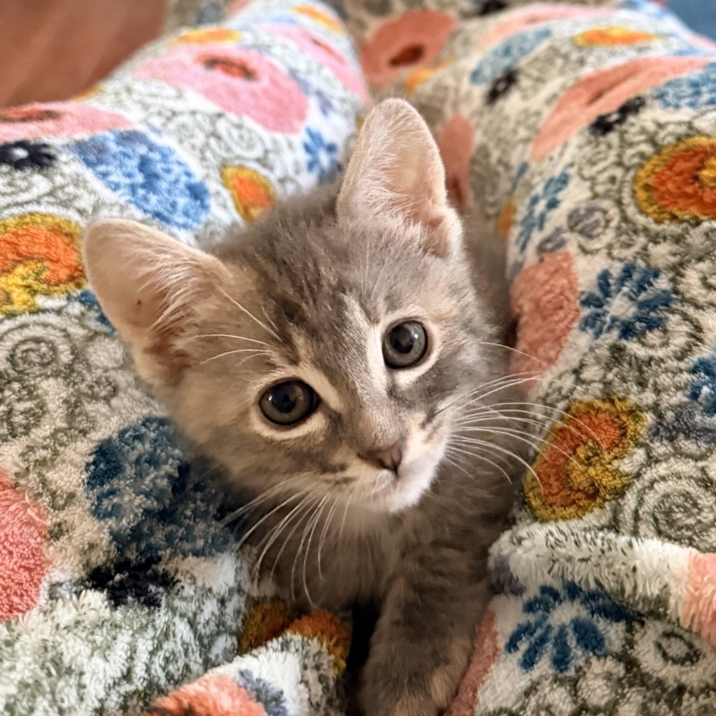 Enlarge Wilder - Athens, GA, an adopted Domestic Short Hair in Athens, GA image 3/5